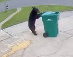 ببینید | تصاویری عجیب از سرقت یک سطل زباله توسط خرس!